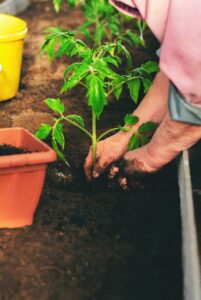 Tips for Creating a Sustainable Home Garden All Year Round